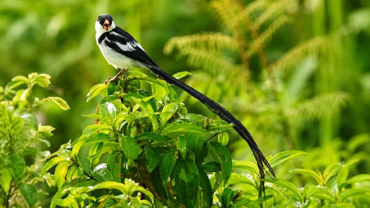 Bird Watching